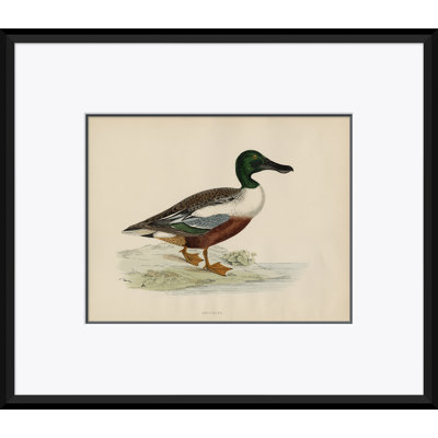 Paul Cezanne " Duck Series: Shoveler " by Paul Cezanne