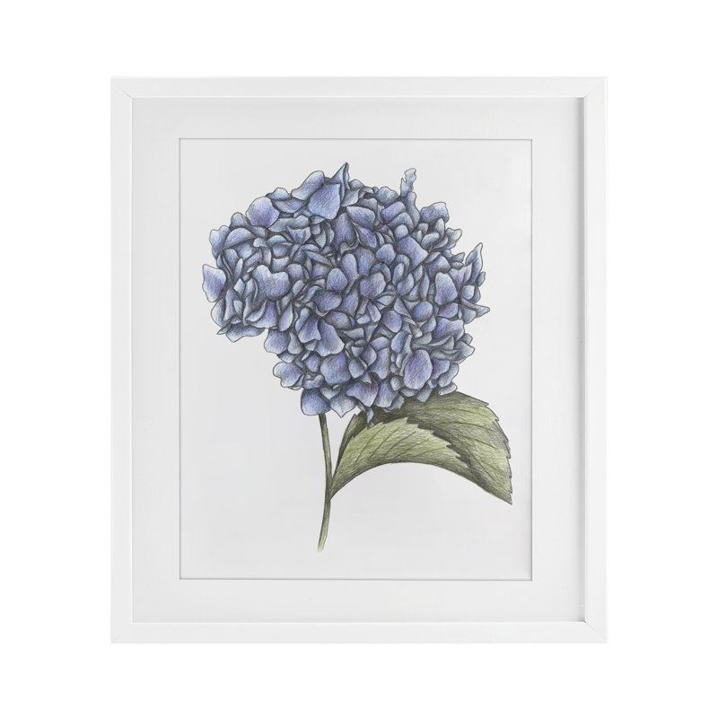 Hortensia croquis, impression encadrée sous verre, design par Cecilia Battaini, H 16 po x l 13 po, Cadre blanc côtier