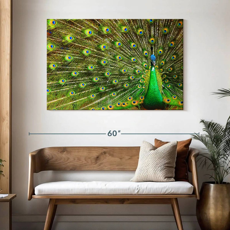 Brampt exhibant des plumes de paon, H 32 po x l 48 po