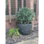 60 cm H Faux Plant