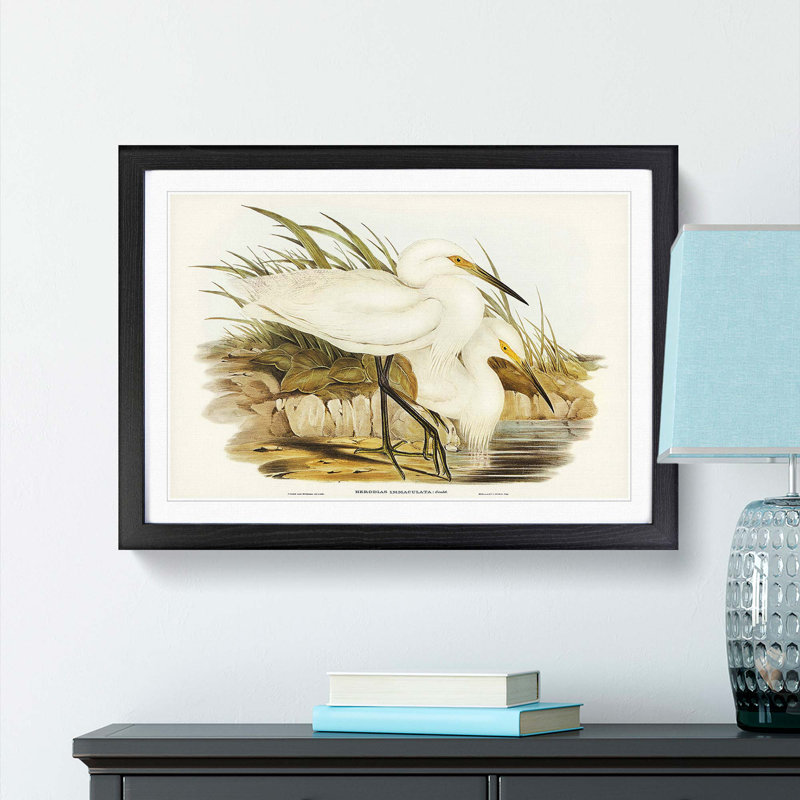 Spotless Egrets by Elizabeth Gould - Picture Frame Painting Print, Black Framed, 48cm H x 65cm W x 2cm D