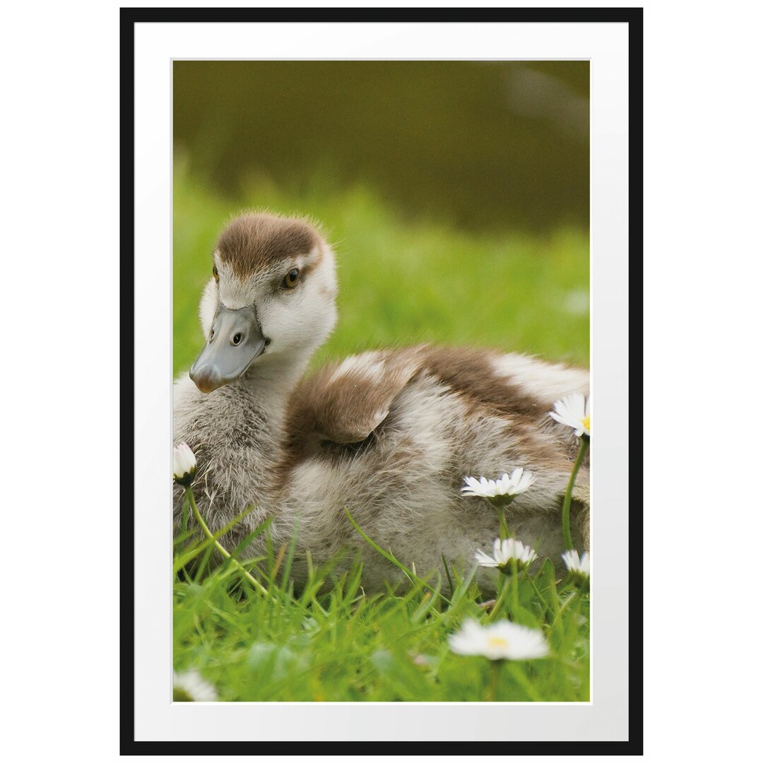 Gerahmtes Poster Enten auf Wiese