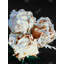 Blooming pivoines - best-sellers hyperréaliste, reproduction encadrée