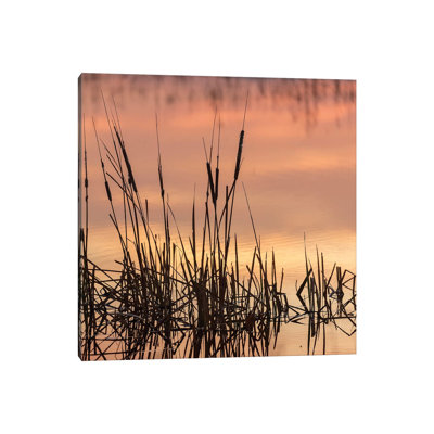 Cattails At Sunrise, Bosque Del Apache National Wildlife Refuge, New Mexico by Maresa Pryor - Wrapped Canvas Print