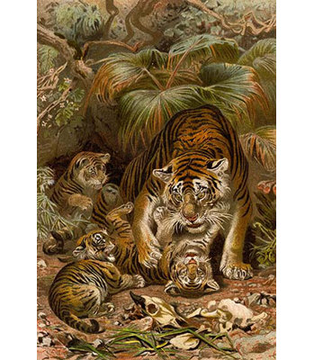 «Tiger with Cubs» par F.W. Kuhnert, reproduction d'art
