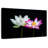 Pink And White Lotus Flowers