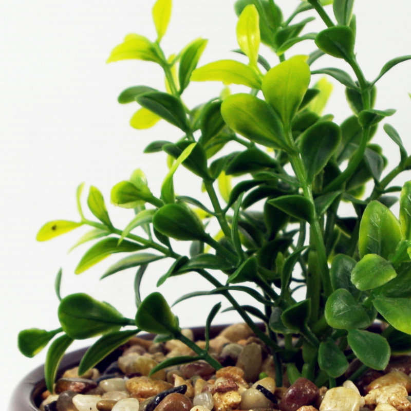 Annistin 16cm Plant