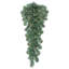Goutte artificielle de sapin de l'Oregon-697988566-697988561