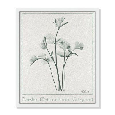 Jeanette "Parsley II" Print by Albert Koetsier