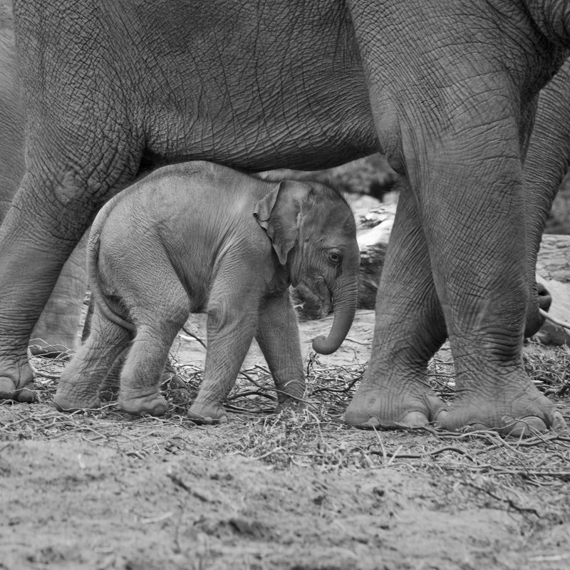 Little Elephant by 45412, 20'' H x 20'' W