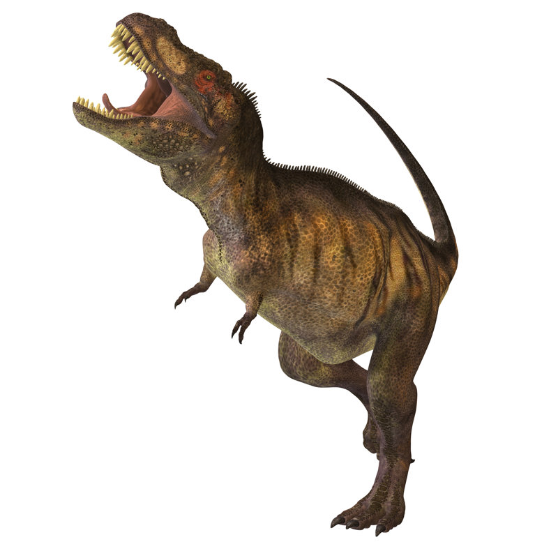 Tyrannosaurus Rex Profile by CoreyFord - Wrapped Canvas Print, 30cm H x 30cm W