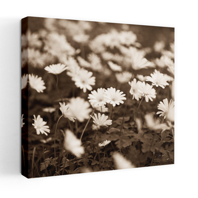 Art floral contemporain Wild Daisies, H 18 po x l 18 po