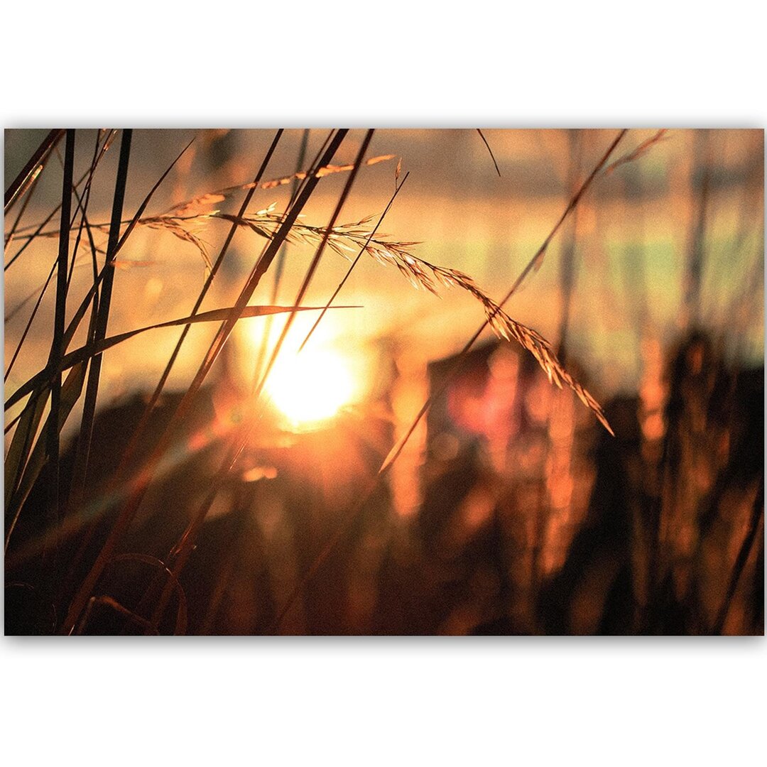 Leinwandbild Ohren in der Sonne