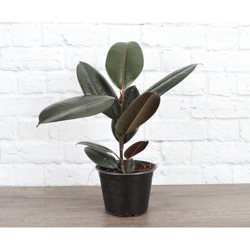 Live Burgundy Rubber Plant, 12" H x 4.5" W x 4.5" D