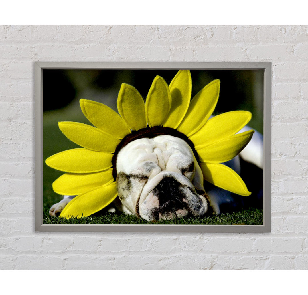 Hund Sonnenblumenhut - Einzelner Bilderrahmen Kunstdrucke auf Leinwand