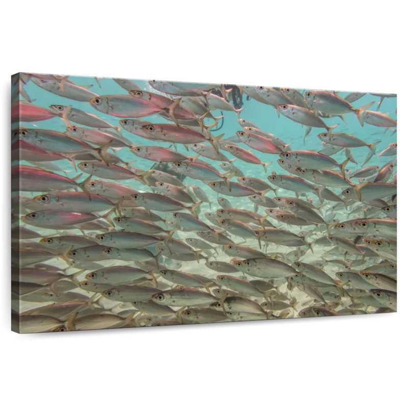 Crowle sous les poissons tropicaux, H 20 po x l 30 po