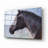 " Equine Encounter " by Robert Campbell-1748551267