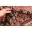 Tapis tribal Shirvan