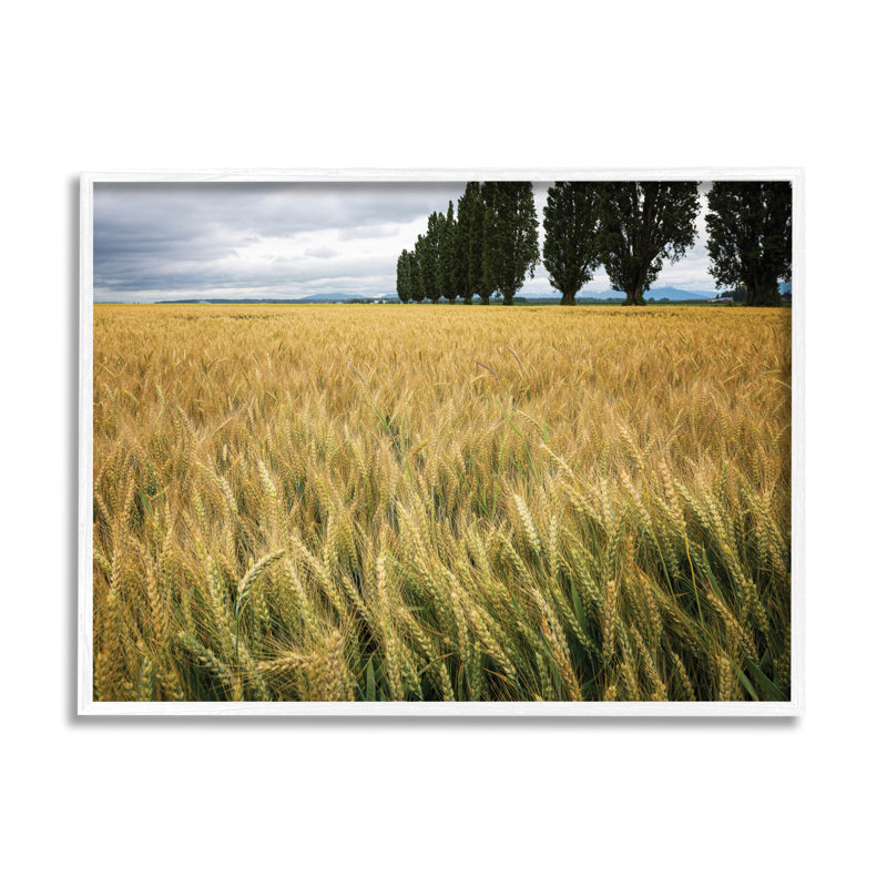 Récolte de blé dans un champ champêtre - photographie, H 11 po x l 14 po, Giclée encadrée blanc bord de mer