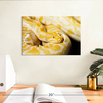 Brampt Albino Burmese Python