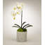Orchid Plant in Pot Set-1952217756
