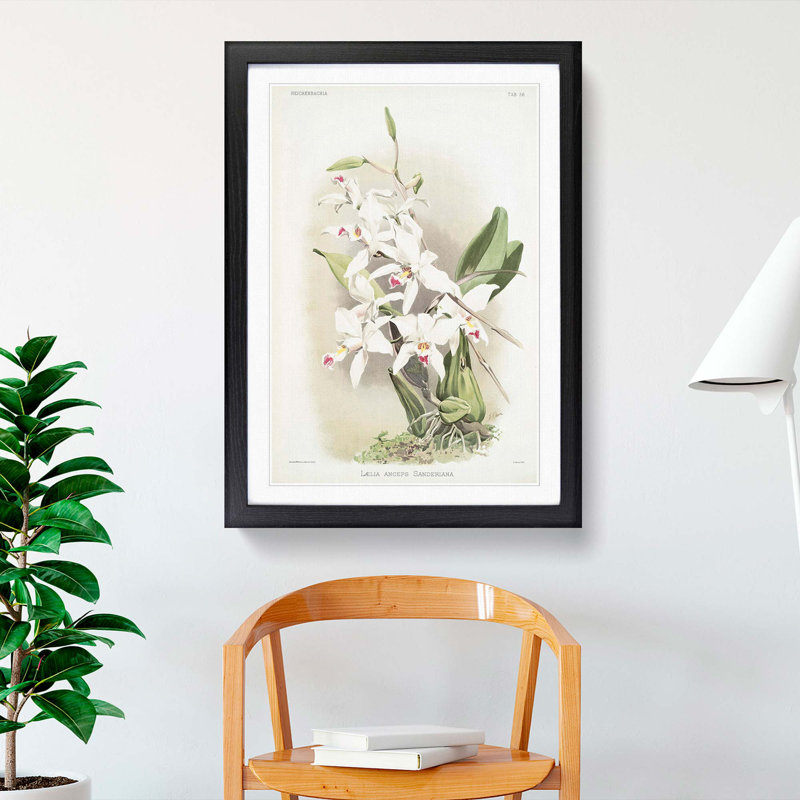 Magnolia Flowers Illustration Tab 56 by Frederick Sander - Picture Frame Painting Print, 76cm H x 50cm W x 2cm D, Black