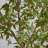 7Ft. Autumn Nandina Artificial Fall Tree