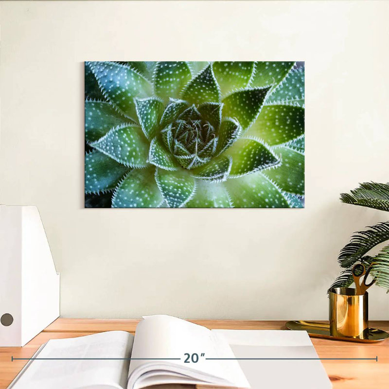 Plante grasse Haroek Lace Aloe, H 8 po x l 12 po