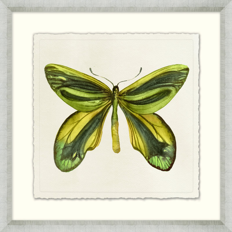 Watercolor Butterfly 22 Painting