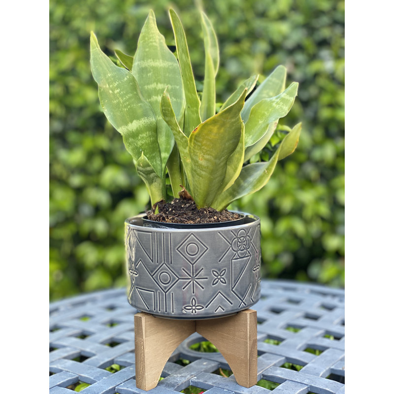 Mischa Pot Planter
