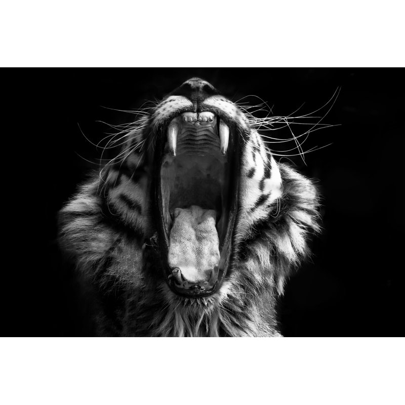 Black And White Tiger by Lakes4life - Wrapped Canvas Print, 51cm H x 76cm W x 3.8cm D
