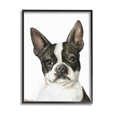 Curieux Boston Terrier Portrait