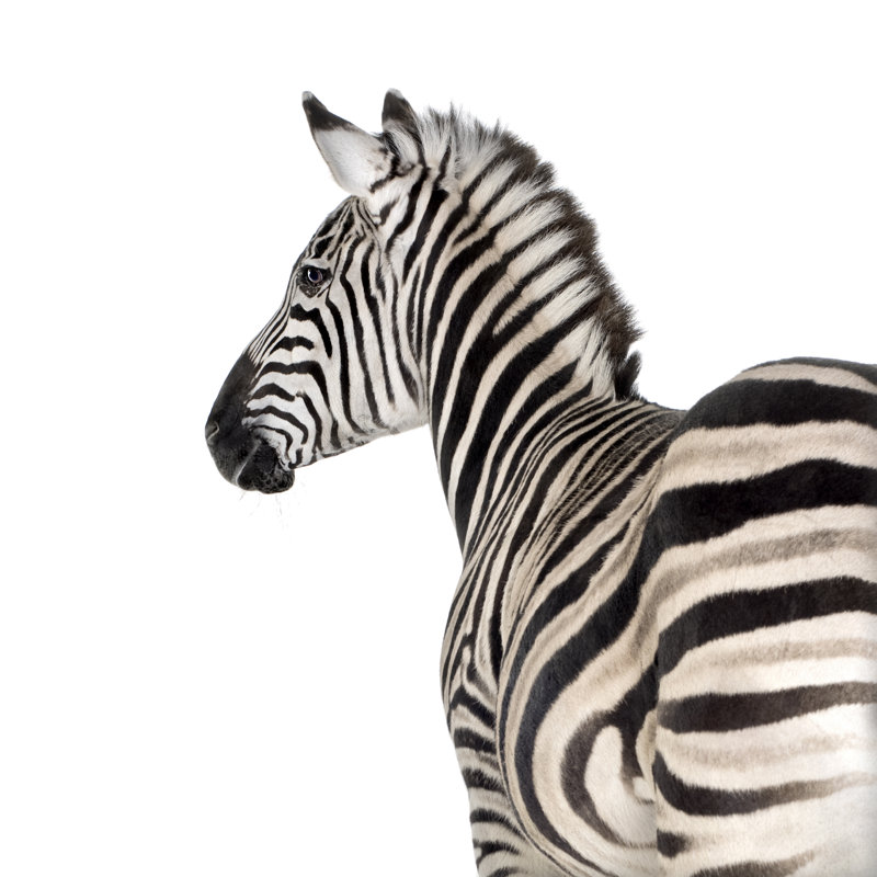 Zebra by GlobalP - Wrapped Canvas Print, 122cm H x 122cm W