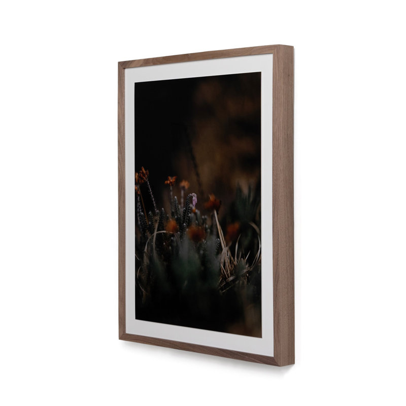 First Bloom Print by Annie Spratt