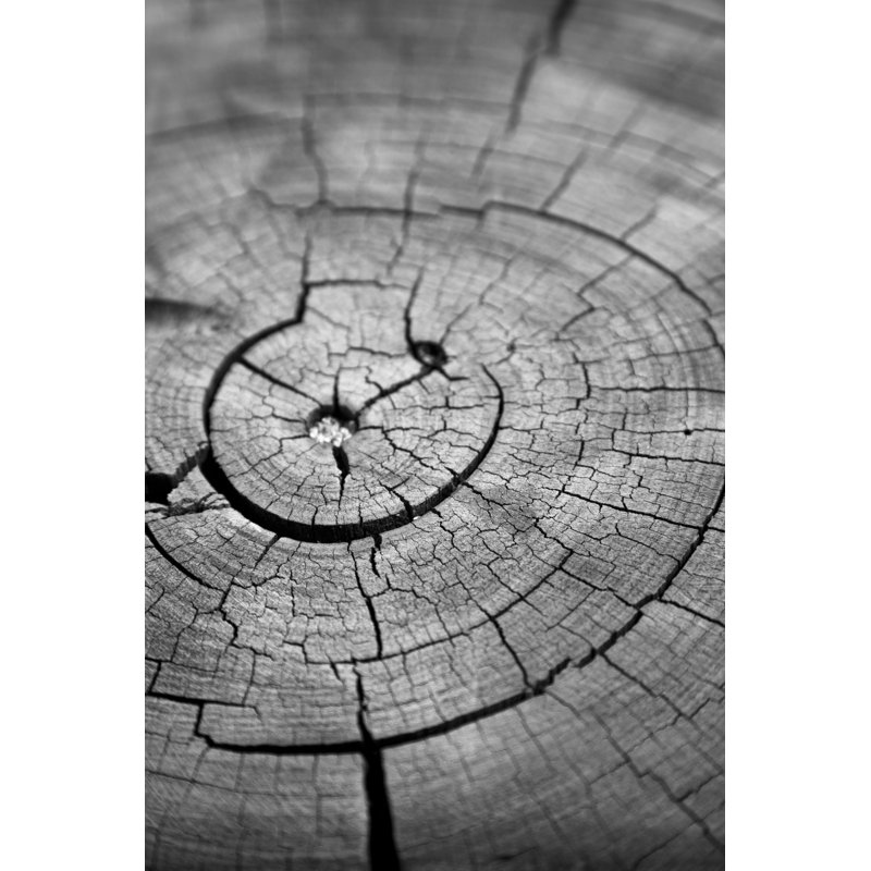 Cracked Tree Rings par Dan_Prat, H 36 po x l 24 po