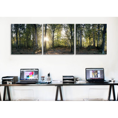 " Trees In A Forest Black Forest, Freiburg Im Breisgau, Baden-Wurttemberg, Germany " by Panoramic Images