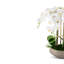 Henrietta RealTouch Orchid Arrangement-393177437