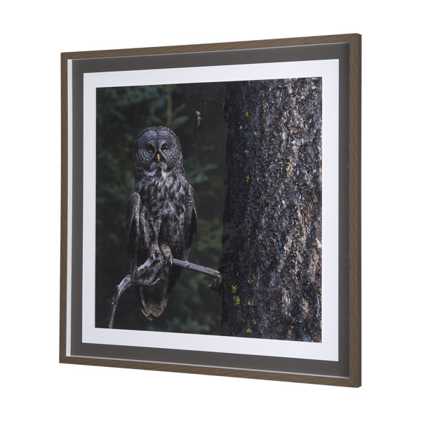 Mercana Night Owl Framed - Wayfair Canada