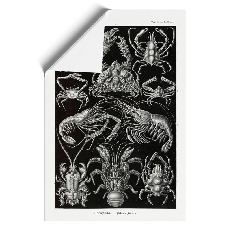 Crustaceans by Ernst Haeckel - No Frame Painting, 42cm H x 30cm W x 0.1cm D