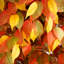 Arbre d'automne artificiel Autumn Ficus-271910623-271910620