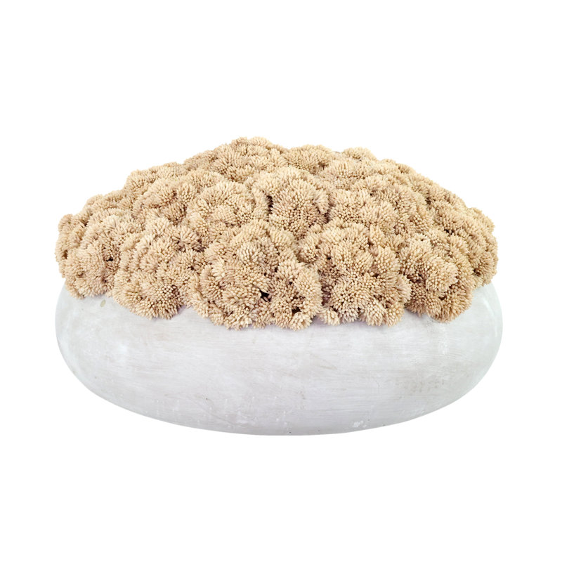 Sedum disposée dans un pot de fleurs en pierre, H 9 po x l 15 po x P 15 po, Beige