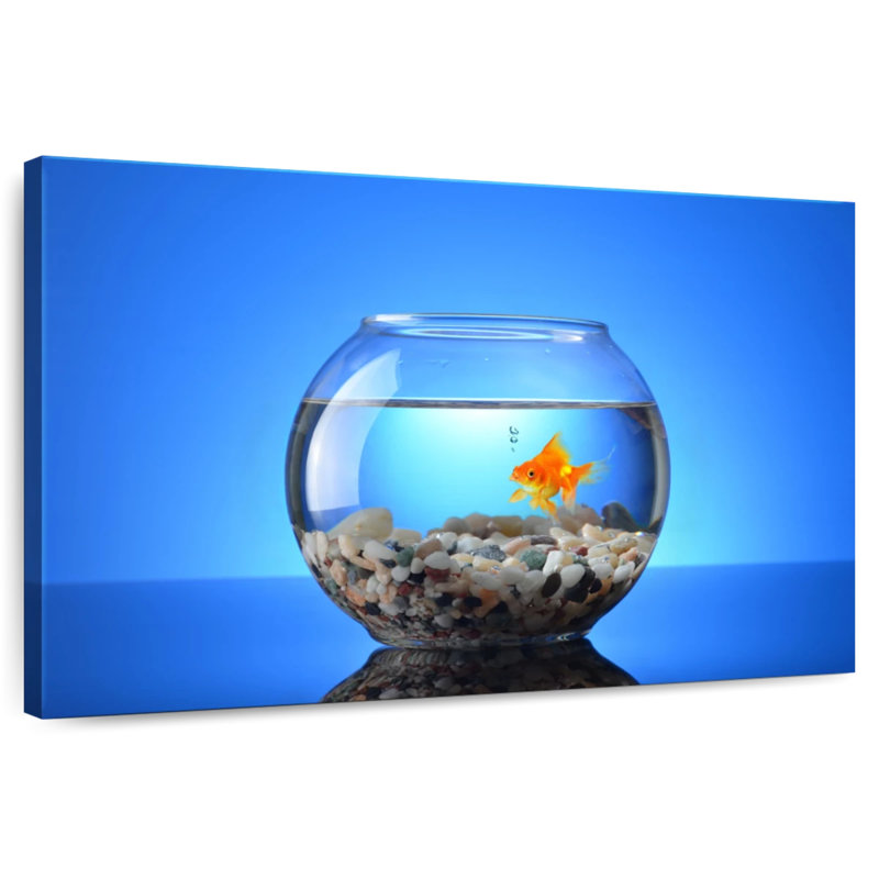 Brampt Pet Goldfish