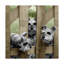 «Schnauzers» par Vilho, reproduction de photo sur toile tendue-27651198