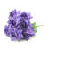 14 tiges de rosier-24079501-87862035
