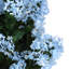 Lilas en pot - moyen-1640272737