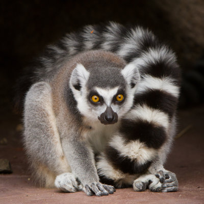 Ring Tailed Lemur by CraigRJD - No Frame Print on Canvas
