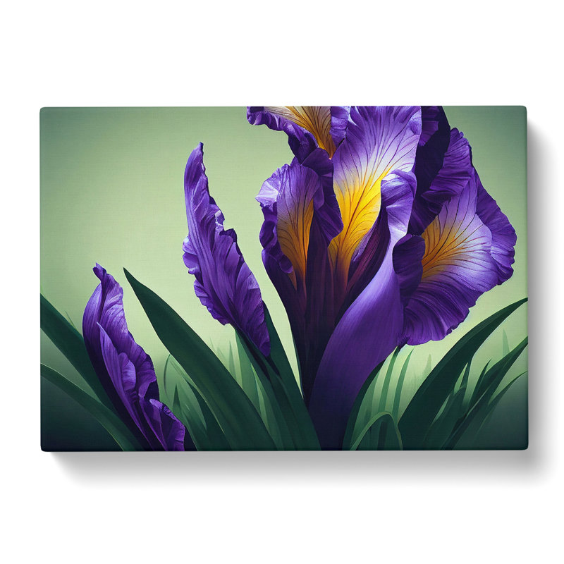 Pristine Iris Flowers - Wrapped Canvas Print, 35cm H x 50cm W x 3cm D