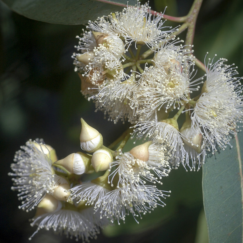 White Flowers On Blue Gum by NNehring - Wrapped Canvas Print, 30cm H x 30cm W x 3.8cm D