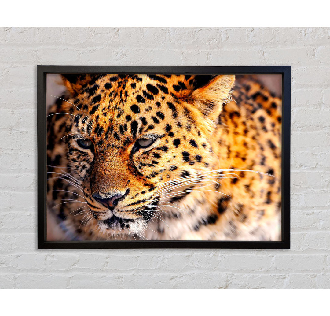 Leopard Close Up - Einzelner Bilderrahmen Kunstdrucke auf Leinwand