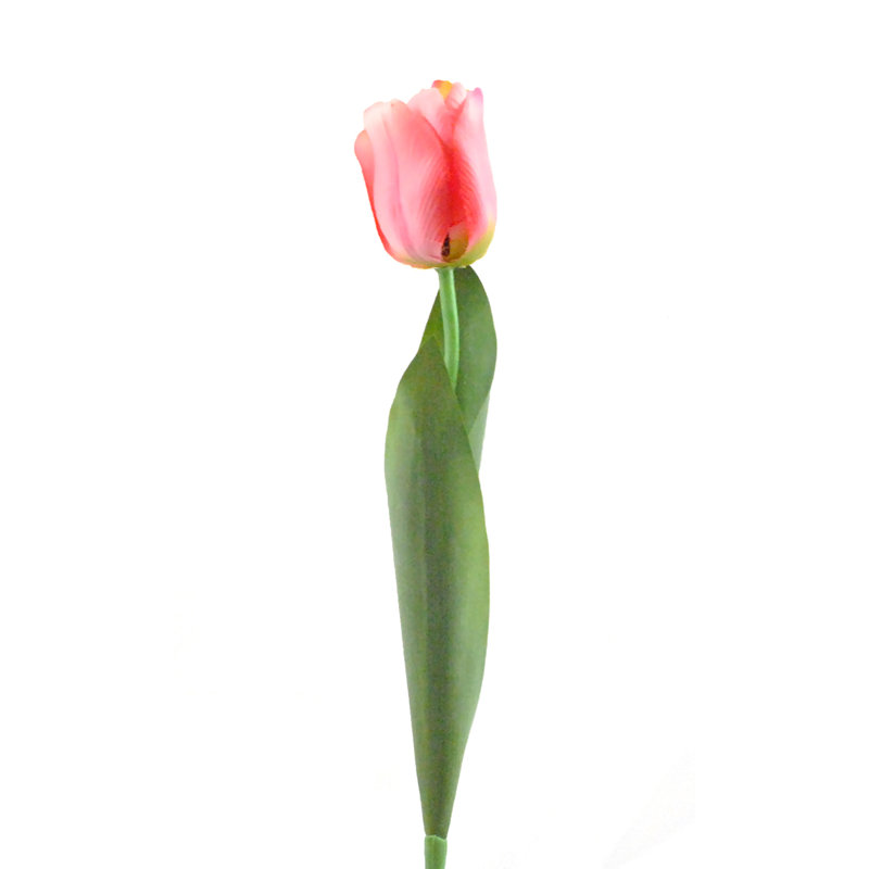 Tige de tulipes, Rose